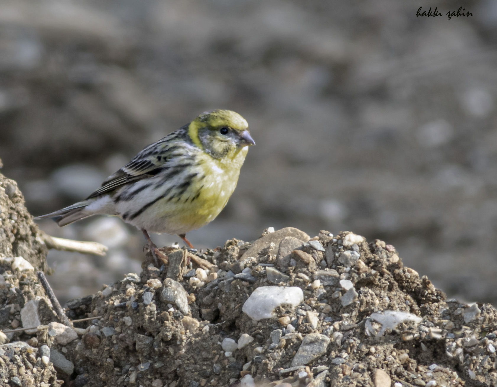 European Serin